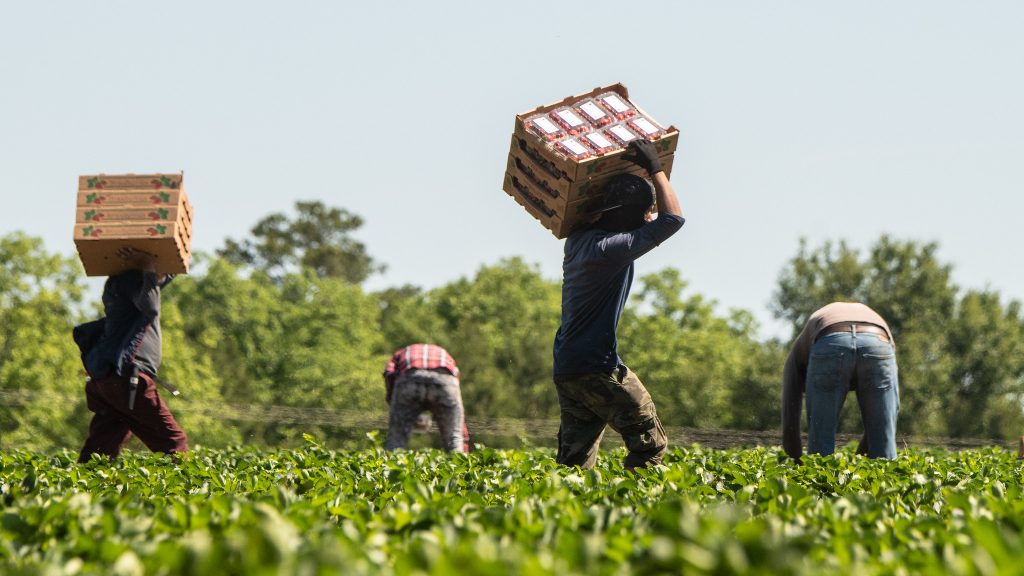 Lavoratori agricoli